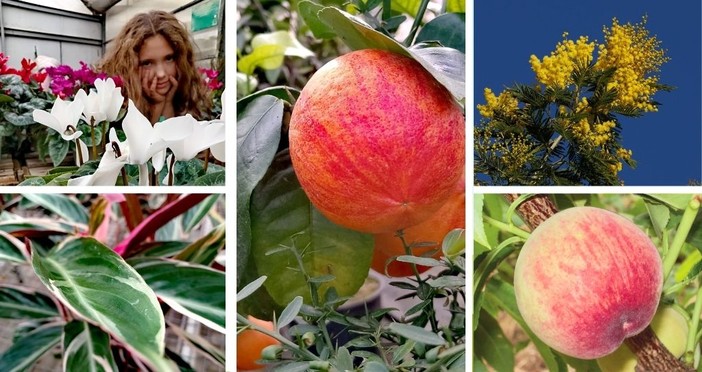 Borghetto S. Spirito, Floricoltura Vivai Michelini: piante da frutto e mimosa raccontano la storia di un territorio