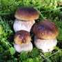 Stop alla raccolta di funghi in Alta Valle: l'ordinanza dei comuni di Calizzano e Bardineto