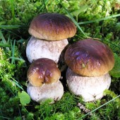 Stop alla raccolta di funghi in Alta Valle: l'ordinanza dei comuni di Calizzano e Bardineto