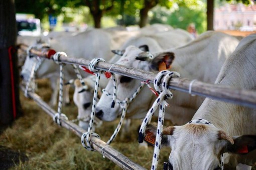 Antica Fiera del Bestiame, il sindaco di Carcare De Vecchi: “Un successo collettivo. Arrivederci al 2020”