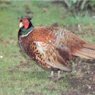 Cairo: Enpa, nei boschi dell&amp;#039;ex Ferrania fauna a rischi