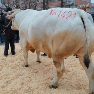 Da tutta Italia per la Fiera del Bue Grasso di Carrù... in edizione imbiancata [FOTO e VIDEO]