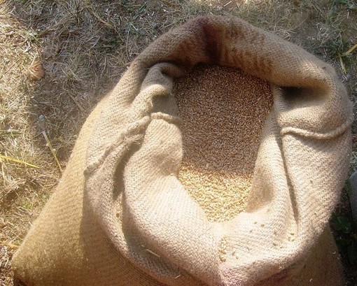 A Sassello la Festa del Grano: tre giorni all'insegna delle tradizioni