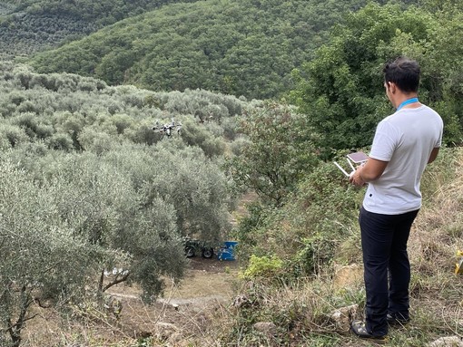 Droni per difendere gli oliveti, Piana: &quot;Grande attenzione alla tutela delle nostre olive&quot;