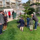 Un pino di Norfolk nei giardini delle scuole di via Bruneghi: anche Finale celebra la Giornata dell'albero