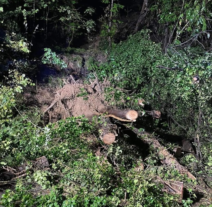 Celle, frana con alberi caduti lungo la Sp 37: strada chiusa (FOTO)