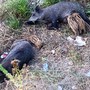 Osservatorio Savonese animalista: &quot;Catture ed uccisioni di cinghiali sono sono inutili