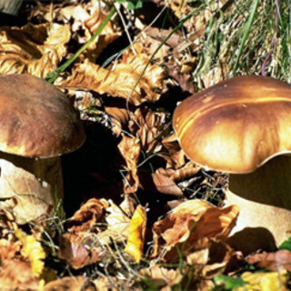 A Calizzano torna &quot;Funghi di Primavera&quot;