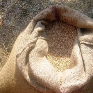 A Sassello la Festa del Grano: tre giorni all'insegna delle tradizioni