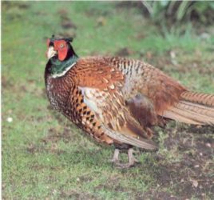 Cairo: Enpa, nei boschi dell&amp;#039;ex Ferrania fauna a rischi