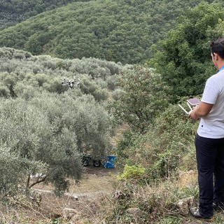 Droni per difendere gli oliveti, Piana: &quot;Grande attenzione alla tutela delle nostre olive&quot;