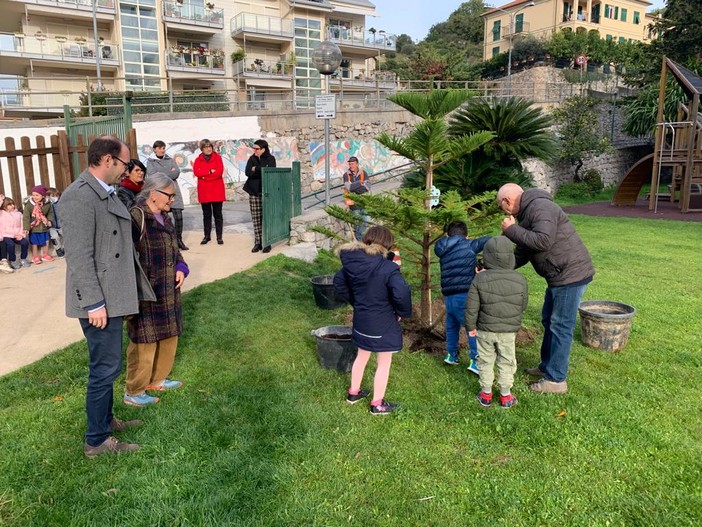 Un pino di Norfolk nei giardini delle scuole di via Bruneghi: anche Finale celebra la Giornata dell'albero