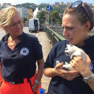 Gattini trovati tra le macerie del ponte Morandi, adottati e si chiameranno &quot;Brooklyn&quot;