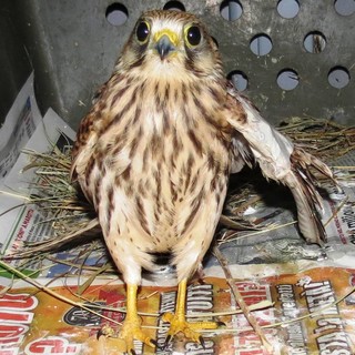 A Piana Crixia gheppio intrappolato da un cavo aereo: salvato dalla Protezione Animali