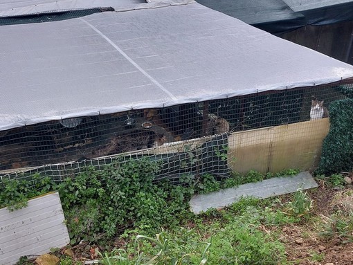 Gestione gattile delle Albissole, l'associazione Rifugio A-Mici subentra ad Enpa: &quot;Diventerà un rifugio dove trovare cibo, cure e tante coccole&quot;