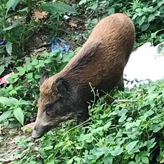 Fauna selvatica e gestione del territorio, OSA: &quot;Le vere soluzioni ci sono, ma non sono le esecuzioni&quot;