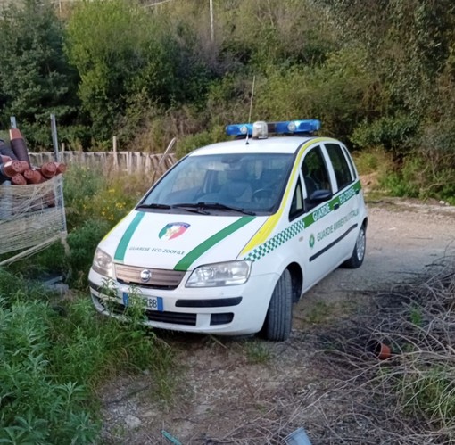 Peagna, daino soccorso dalle Guardie Zoofile