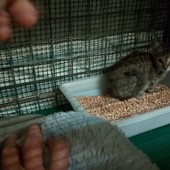 Altare, gattina di due mesi salvata nei pressi dell'autostrada dalla Lida Valbormida (FOTO)