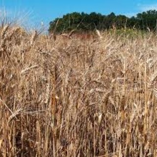 Sassello, Festa del Grano: apertura domani con il convegno &quot;C'è una prospettiva per i tanti entroterra d'Italia&quot;