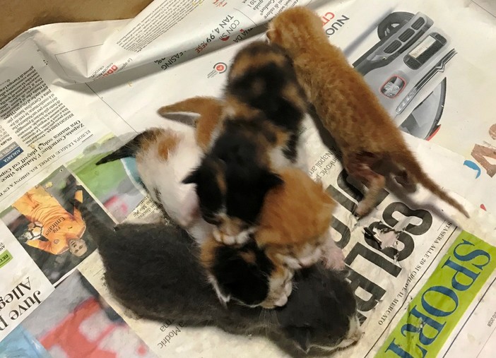 Orfani per un investimento a Pallare, l'Enpa cerca una famiglia per una cucciolata di gattini