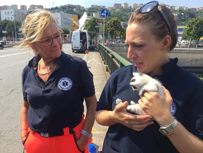 Gattini trovati tra le macerie del ponte Morandi, adottati e si chiameranno &quot;Brooklyn&quot;