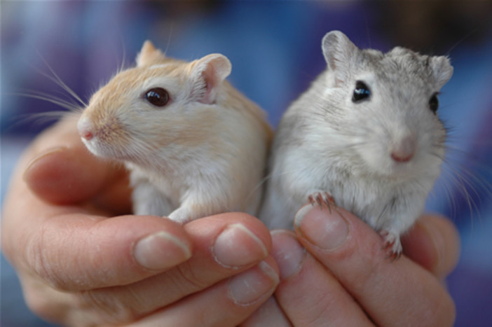 Piccoli gerbilli cercano casa