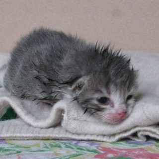 Un gattino soccorso dai volontari Enpa