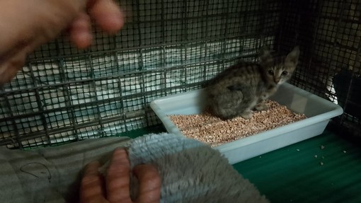 Altare, gattina di due mesi salvata nei pressi dell'autostrada dalla Lida Valbormida (FOTO)