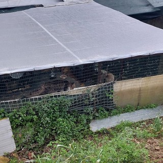 Gestione gattile delle Albissole, l'associazione Rifugio A-Mici subentra ad Enpa: &quot;Diventerà un rifugio dove trovare cibo, cure e tante coccole&quot;