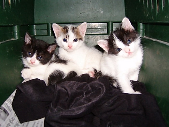 Savona, a San Valentino un’apericena organizzata dall'Enpa per raccogliere fondi da destinare a gatti e gattini bisognosi