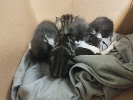 Quattro gattini abbandonati in una scatola vicino ai bidoni della spazzatura, scoppia la polemica ad Osiglia (VIDEO)