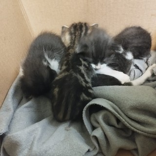 Quattro gattini abbandonati in una scatola vicino ai bidoni della spazzatura, scoppia la polemica ad Osiglia (VIDEO)