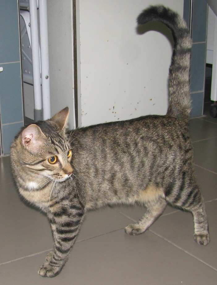 Enpa: chi ha abbandonato (o perduto) questo socievole gatto a Torre del Mare?