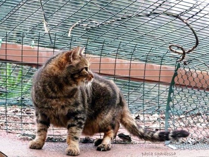 Vita dura per gatti e gattari nolesi