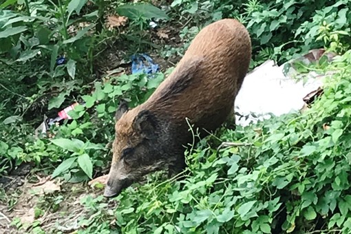 Fauna selvatica e gestione del territorio, OSA: &quot;Le vere soluzioni ci sono, ma non sono le esecuzioni&quot;