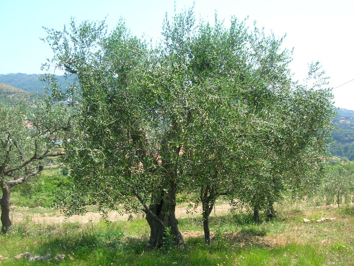 La riduzione dell'impatto ambientale in olivicoltura e il miglioramento della qualità dell'olio