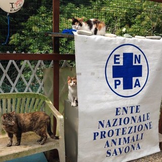 I gatti del Rifugio Amico di Albissola si trasferiscono a Savona. I volontari: &quot;Nessuna comunicazione ufficiale da Enpa, tenuti all'oscuro di tutto&quot;