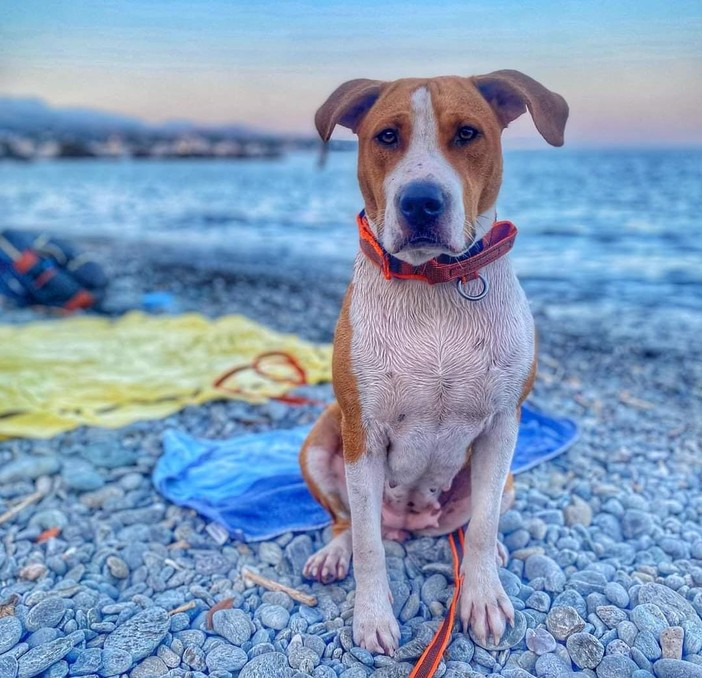 Savona, appello per ritrovare il cane Ginger: si è allontanato a San Bartolomeo del Bosco