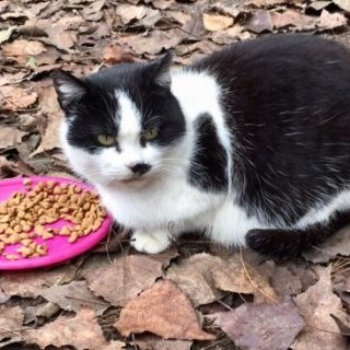 Savona, raccolta cibo per le colonie feline