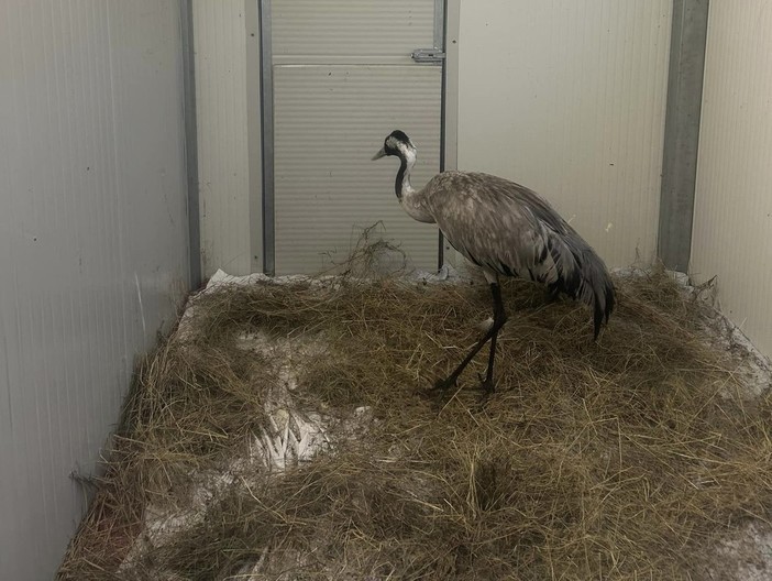 Alassio, Enpa recupera una gru cenerina sugli scogli: &quot;E' stremata e molto debole, cercheremo di rimetterla in forma&quot; (FOTO)