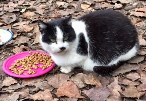 Savona, oggi una raccolta di cibo per gatti randagi a cura dell’associazione “Amici di Nella”