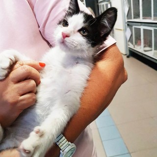 Salvato dall'annegamento nell’ex centrale del latte di Savona, gattino in cerca di casa