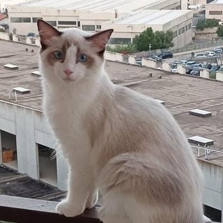 Gatto smarrito da via Barbiani a Savona: l'appello per ritrovarlo