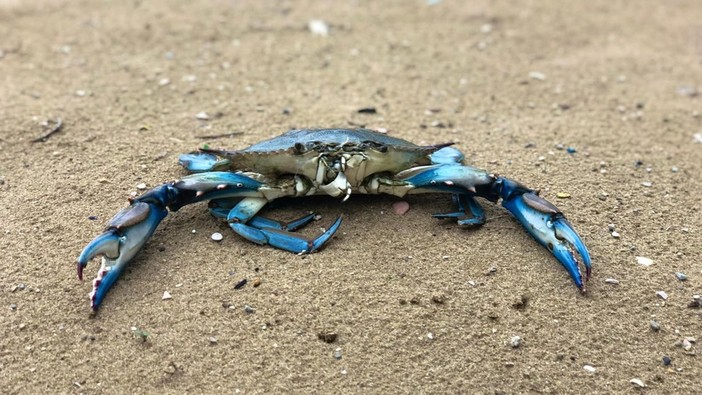 Invasione del granchio blu anche nel Mar Ligure, Coldiretti lancia la &quot;guerra a tavola&quot;