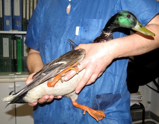 Vado Ligure, sversamento di sostanze oleose nel torrente Segno: la denuncia dell'Enpa