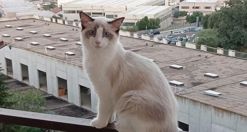 Gatto smarrito da via Barbiani a Savona: l'appello per ritrovarlo