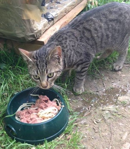 Un aiuto per le colonie feline di Savona, domani la raccolta cibo