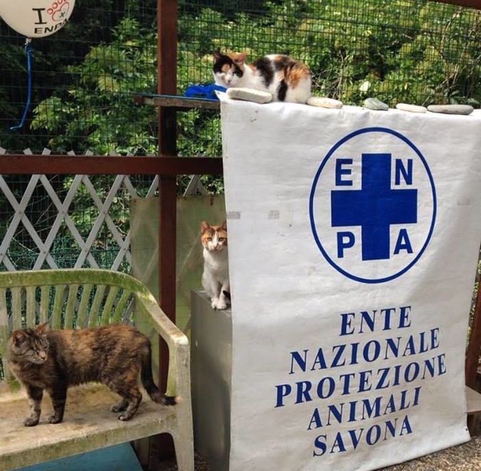 I gatti del Rifugio Amico di Albissola si trasferiscono a Savona. I volontari: &quot;Nessuna comunicazione ufficiale da Enpa, tenuti all'oscuro di tutto&quot;