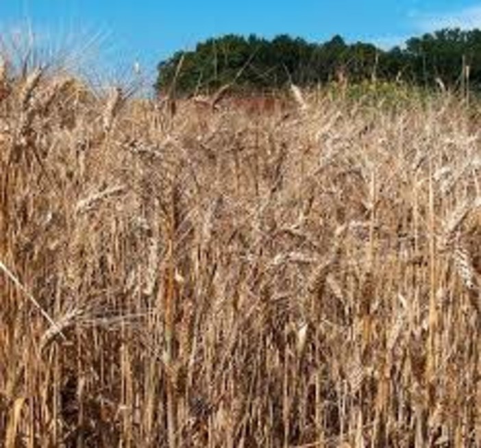 Sassello, Festa del Grano: apertura domani con il convegno &quot;C'è una prospettiva per i tanti entroterra d'Italia&quot;