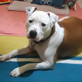 Pontinvrea, smarrito Hero, un cane razza Amstaff